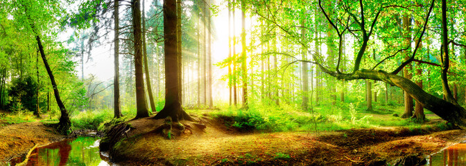 Stickers Bos Idyllisch bos met beekje bij zonsopgang  © Günter Albers