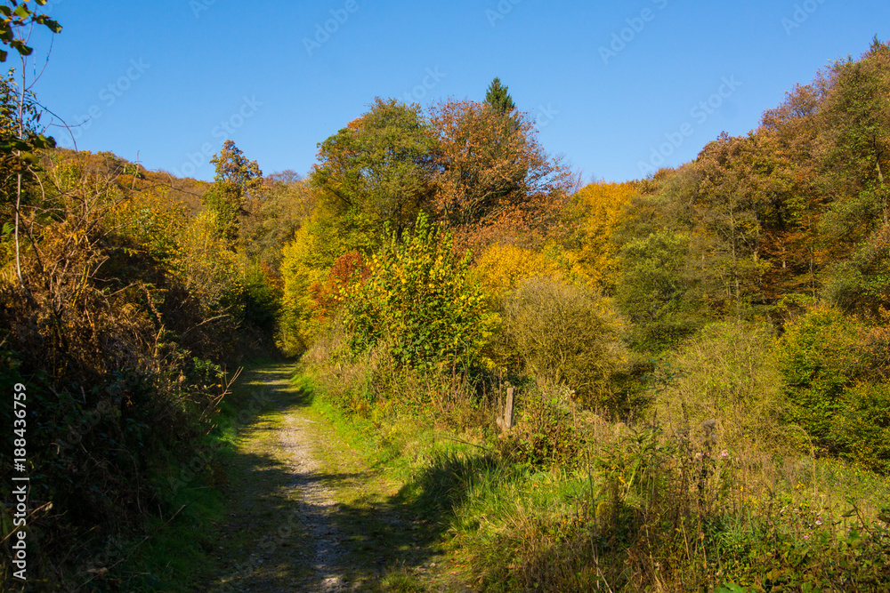 Herbstwald