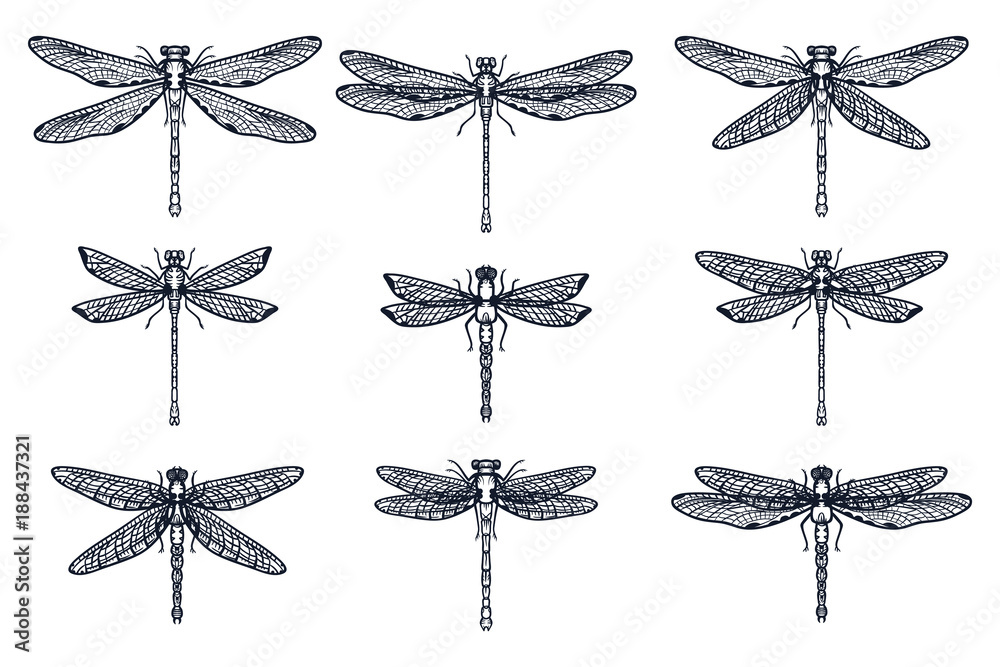 Set of Hand drawn stylized dragonflies outline isolated on white background. Suitable for coloring or illustration for sticker