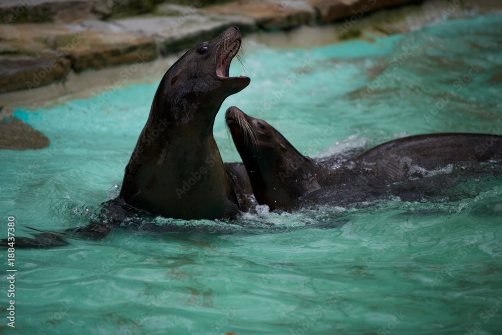 Obraz premium Sehund