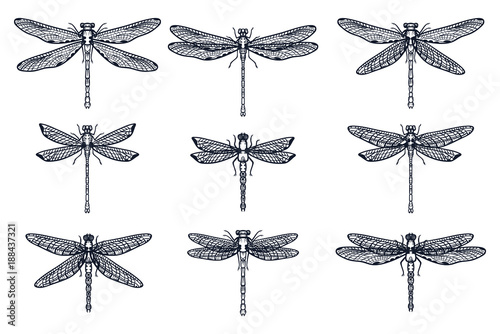 Set of Hand drawn stylized dragonflies outline isolated on white background. Suitable for coloring or illustration for sticker