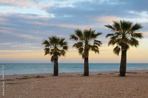 Three palms on the beach
