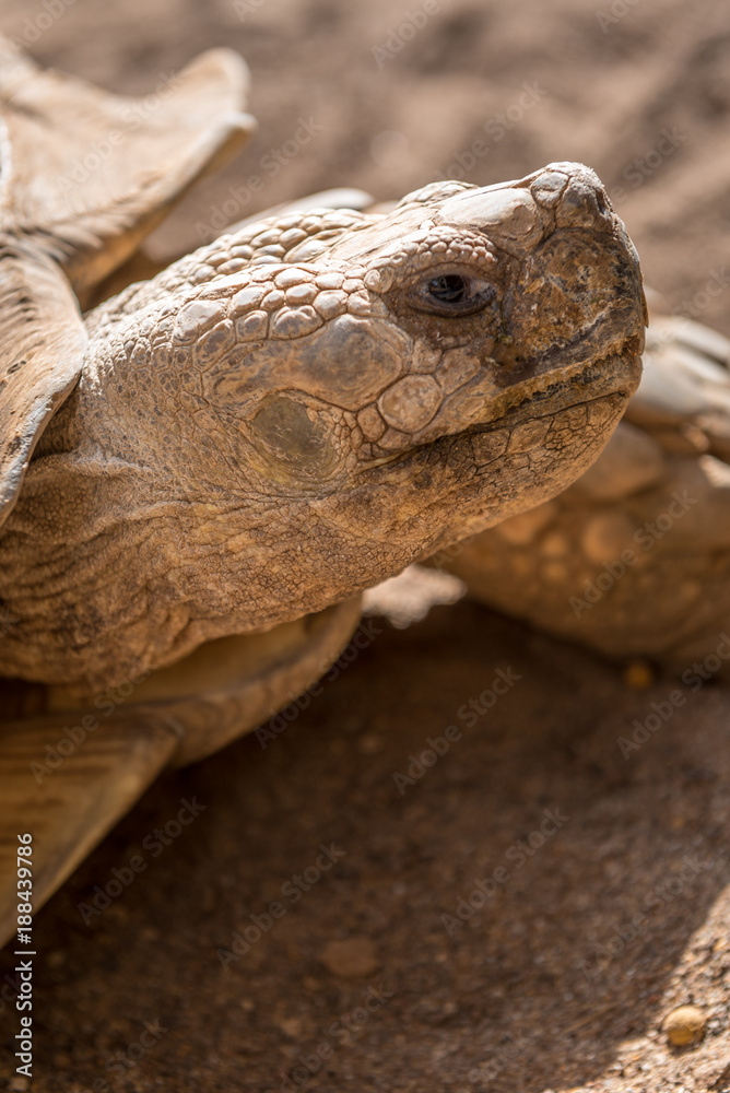 Schildkröte Schildkröte
