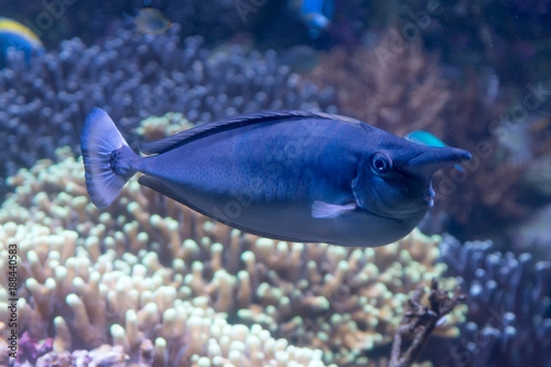 tropical short nosed blue unicornfish naso brevirostris swimming in the sea photo