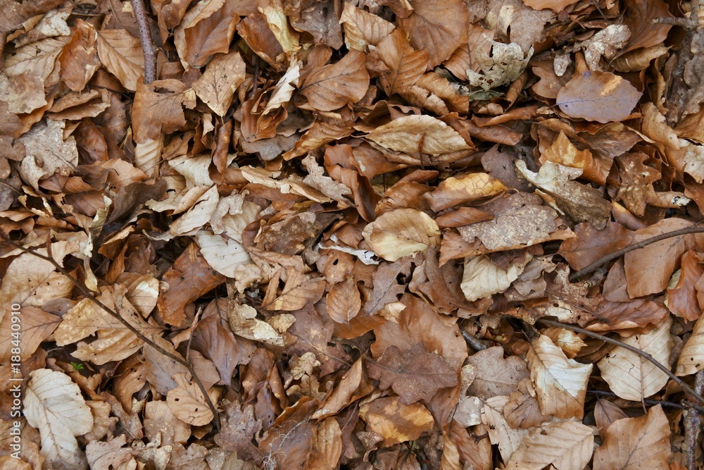 Autumn leaves 1