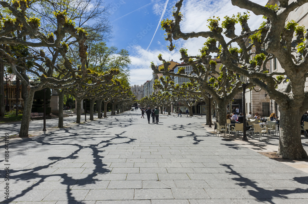 Obraz premium Platanenallee in der Altstadt von Burgos, Spanien