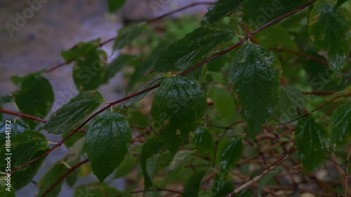 The first November snow on the green leaves. Early winter. Beautiful background. photo