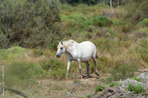 White horse from Camargue national park, France