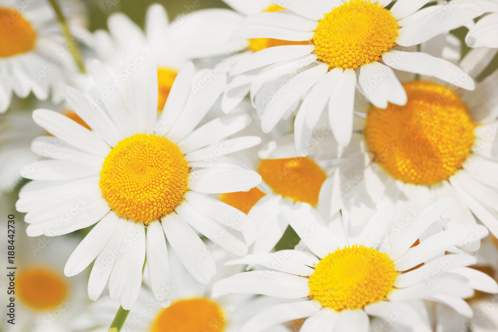Fototapeta premium Flowering. Blooming chamomile field, Chamomile flowers.