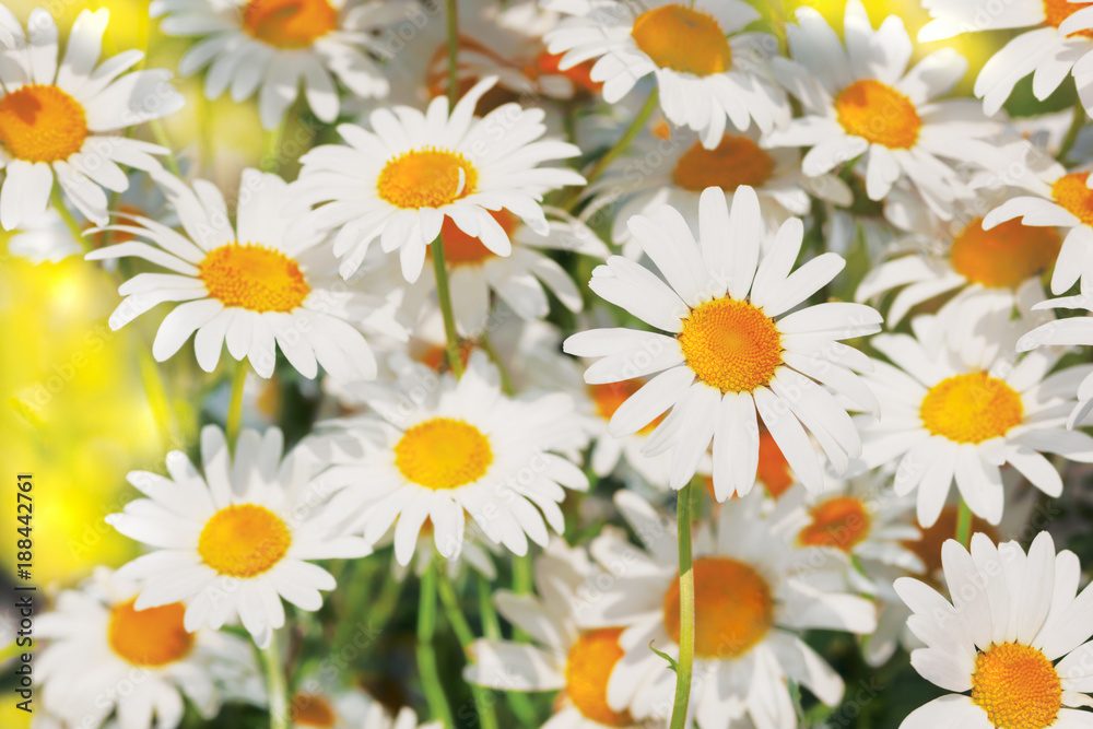 Fototapeta premium Flowering. Blooming chamomile field, Chamomile flowers.