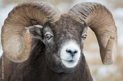 Bighorn Sheep in Canada