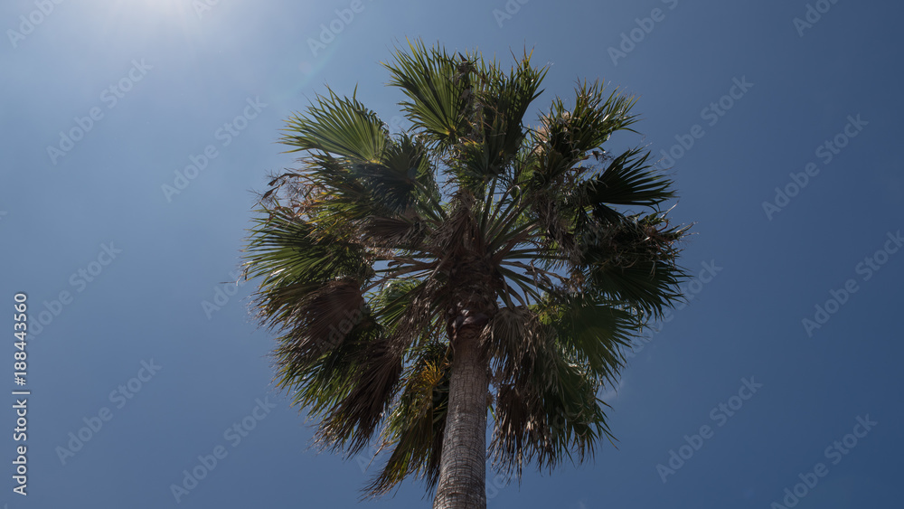 Fototapeta premium Palmen am Strand