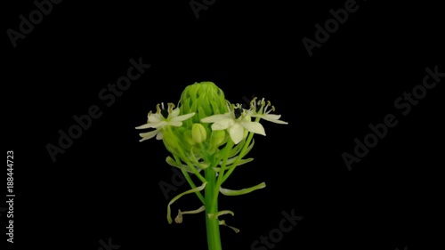 Time-lapse of opening white african lily 1a1 in PNG+ format with ALPHA transparency channel isolated on black background
 photo