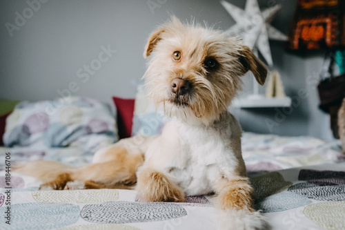 .Lovely adopted dog playing in the bedroom of the house with his new family. Lifestyle portrait. Friendship.
