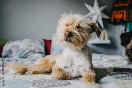 .Lovely adopted dog playing in the bedroom of the house with his new family. Lifestyle portrait. Friendship.