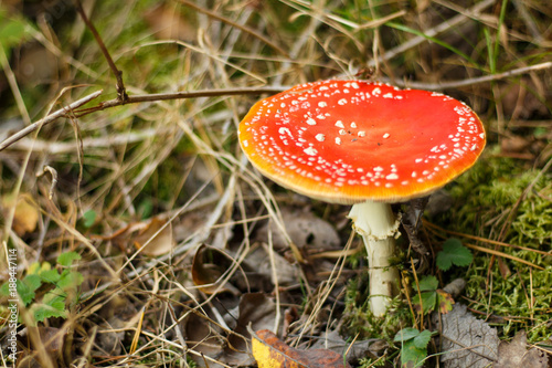 fly agar in the wild forest, autumn background
