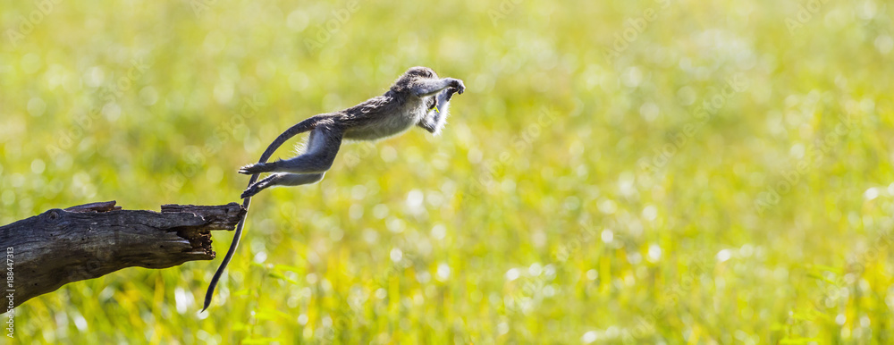 Fototapeta premium Vervet monkey in Mapungubwe National park, South Africa
