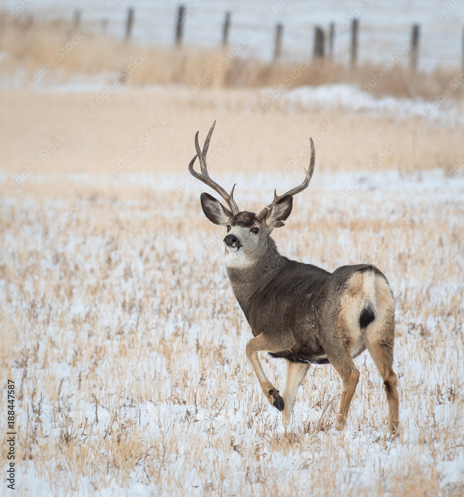 Fototapeta premium White Tailed Deer