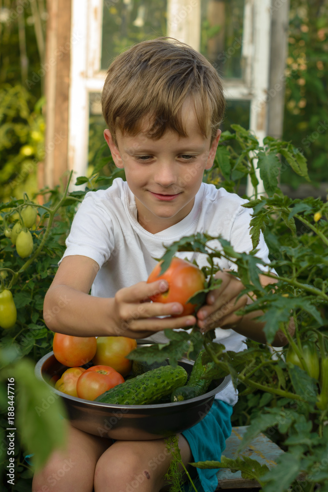 Children gather vegetables harvest. The boy works in the garden.. Children gather vegetables harvest. The boy works in the garden..