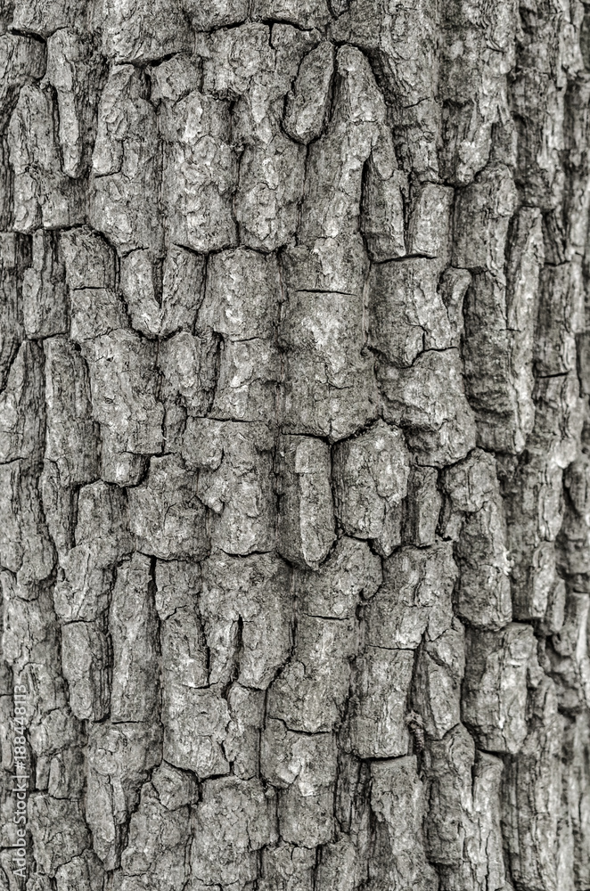 Old Wood Tree Texture Background Pattern Old Wood Tree Texture Background Pattern