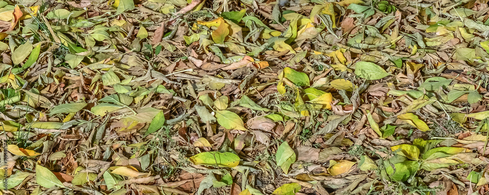 Dry leaves background, Field of dead leaves Dry leaves background, Field of dead leaves