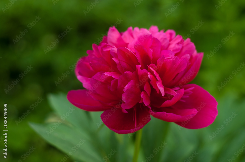 Red peony in the garden on a green background. Beautiful pink flower in a summer garden. Red peony in the garden on a green background. Beautiful pink flower in a summer garden.