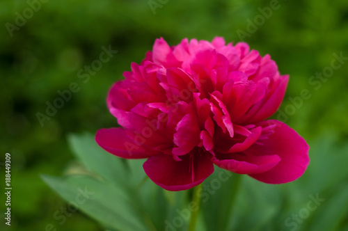 Red peony in the garden on a green background. Beautiful pink flower in a summer garden.