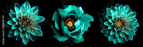 3 surreal exotic high quality turquoise flowers macro isolated on black. Greeting card objects for anniversary, wedding, mothers and womens day design
