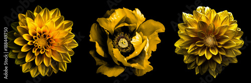 3 surreal exotic high quality gold flowers macro isolated on black. Greeting card objects for anniversary, wedding, mothers and womens day design