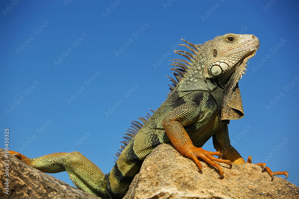 Naklejka premium Portrait of an colorful green and red Iguana on a Rock with blue Sky