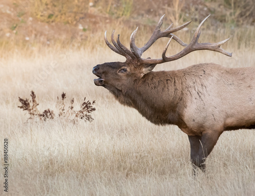 Bull elk in the fall © Jillian