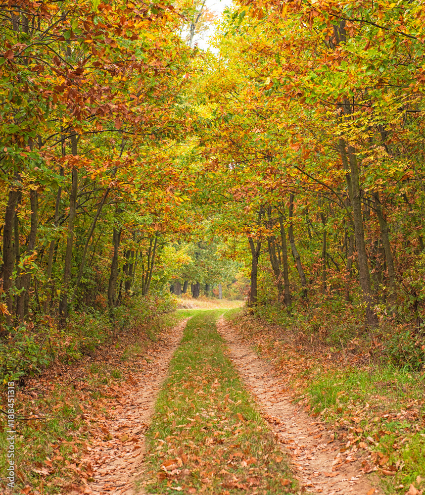 Fototapeta premium Road in the forest