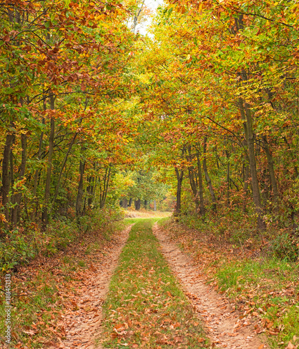 Road in the forest