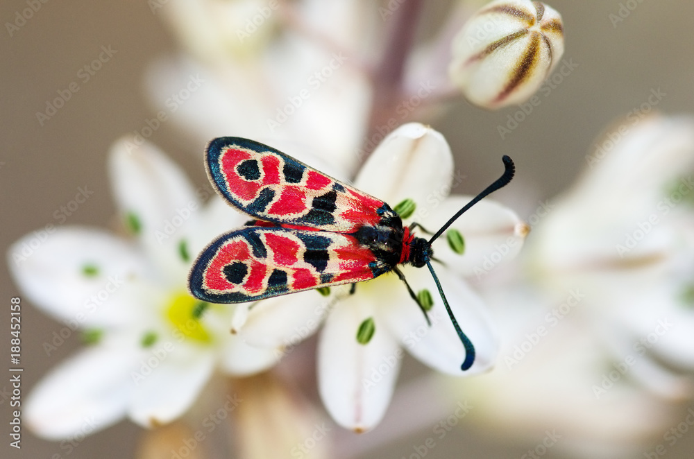Fototapeta premium Day-flying Burnet Moth overview - Zygaena fausta