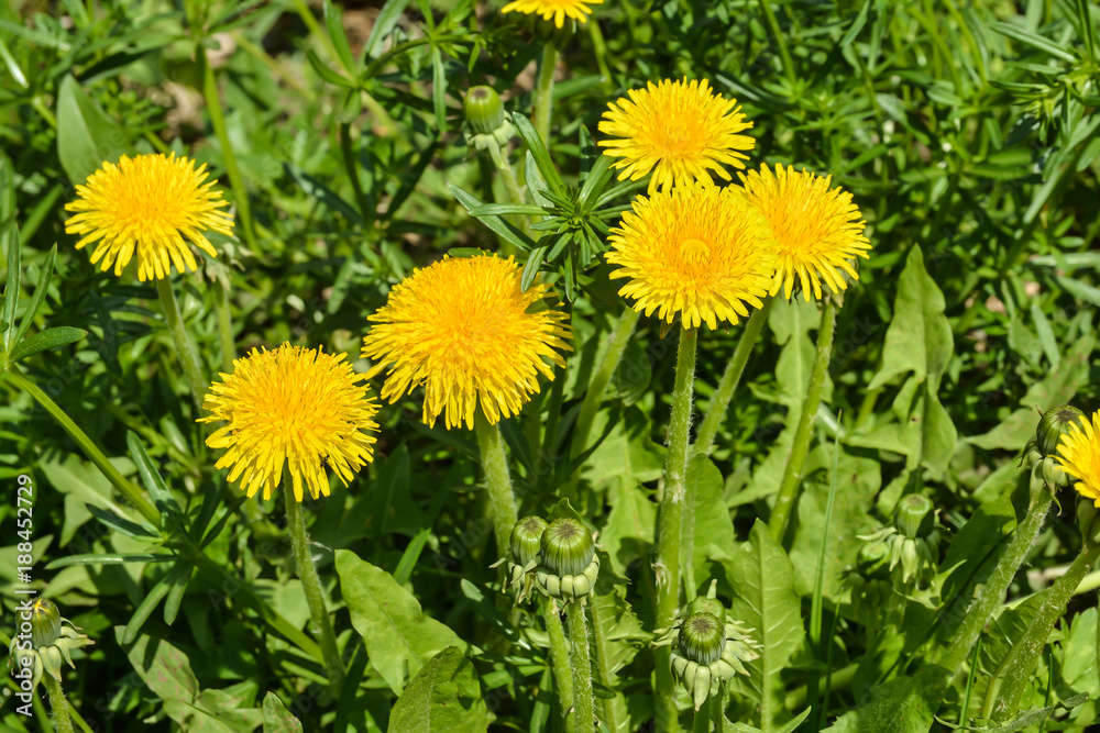 Dandelions in the spring meadow. Dandelions in the spring meadow.