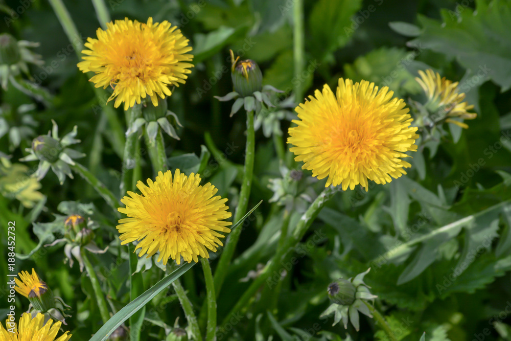Dandelions in the spring meadow. Dandelions in the spring meadow.