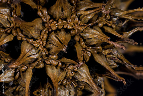 Nature Abstract: Close Look at the Seed Pod of a Sweetgum Tree © rck