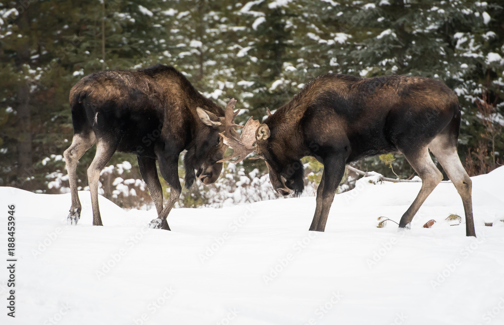Moose in Jasper, Alberta Moose in Jasper, Alberta