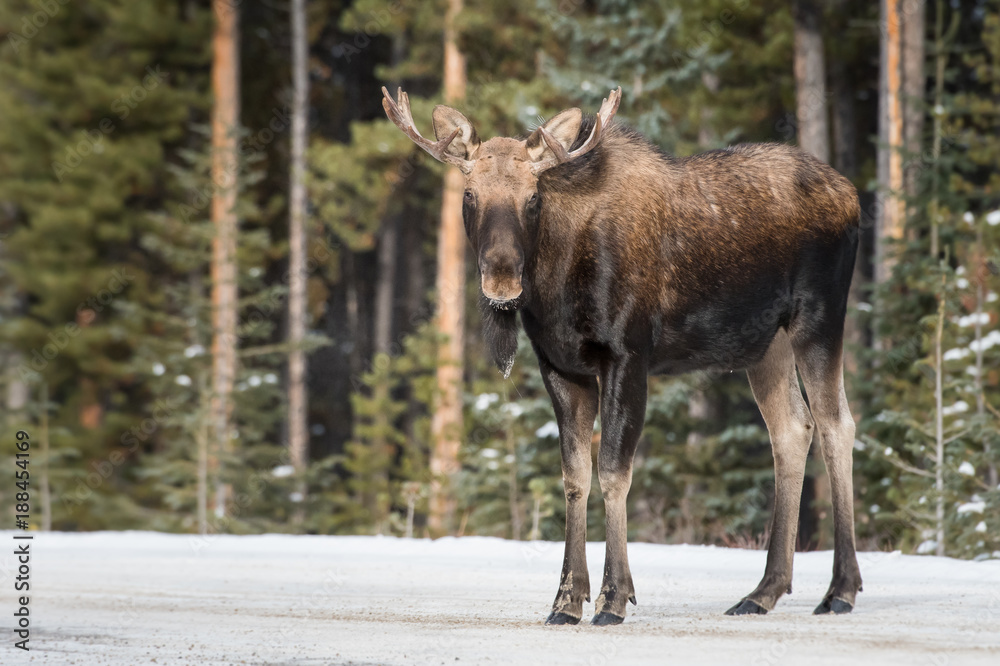 Moose in Jasper, Alberta Moose in Jasper, Alberta