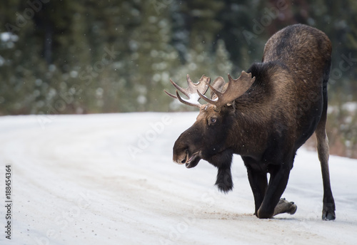 Moose in Jasper, Alberta