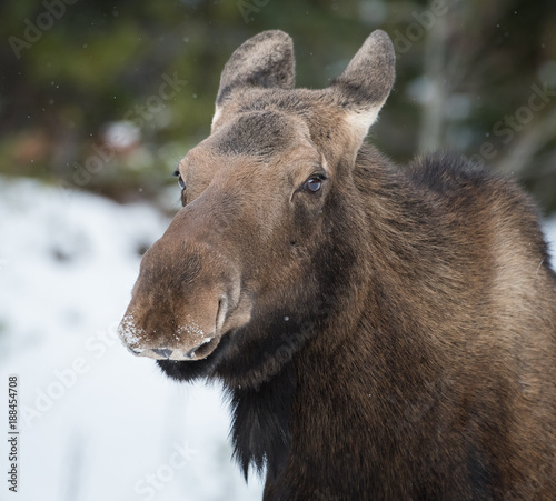 Moose in Jasper, Alberta © Jillian