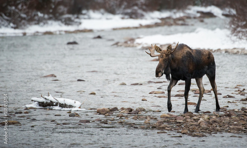 Moose in Jasper, Alberta