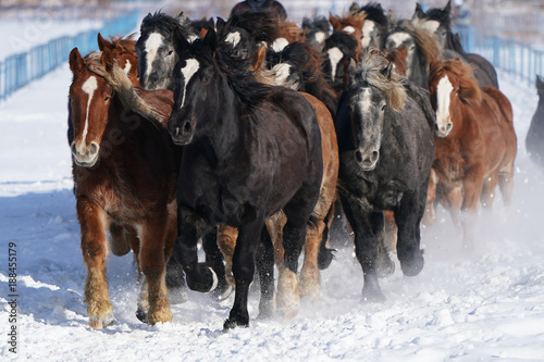 雪原を走る馬