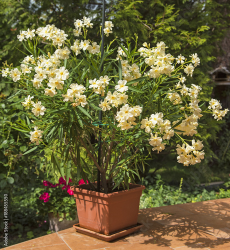 Nice oleander in the garden