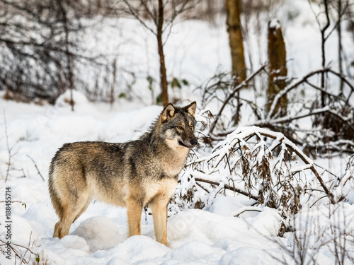 Gray wolf, Canis lupus, standing looking right, in a snowy winter forest.
