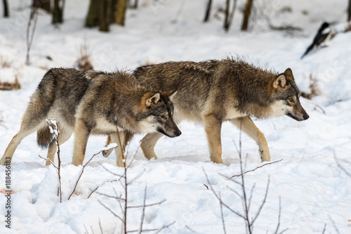 Two gray wolfs, Canis lupus, walking to the right, while sniffing on the ground. Snowy winter forest. © Lillian