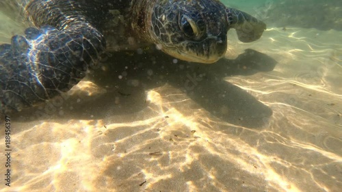 Close up ocean turtle swimming under water gopro slow motion