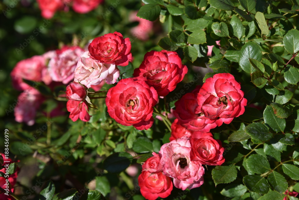 rose, flower, red, pink, bouquet, nature, flowers, roses, garden, blossom, love, floral, green, beauty, plant, bloom, petal, wedding, leaf, bunch, flora, color, gift, summer, white rose, flower, red, pink, bouquet, nature, flowers, roses, garden, blossom, love, floral, green, beauty, plant, bloom, petal, wedding, leaf, bunch, flora, color, gift, summer, white