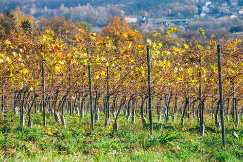 Fototapeta Naklejka Na Ścianę i Meble -  autumn vineyards and organic grape on vine branches