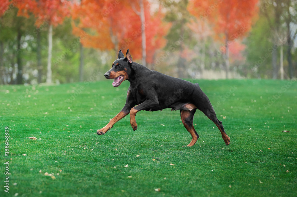 Black doberman pinscher runs on green grass Black doberman pinscher runs on green grass